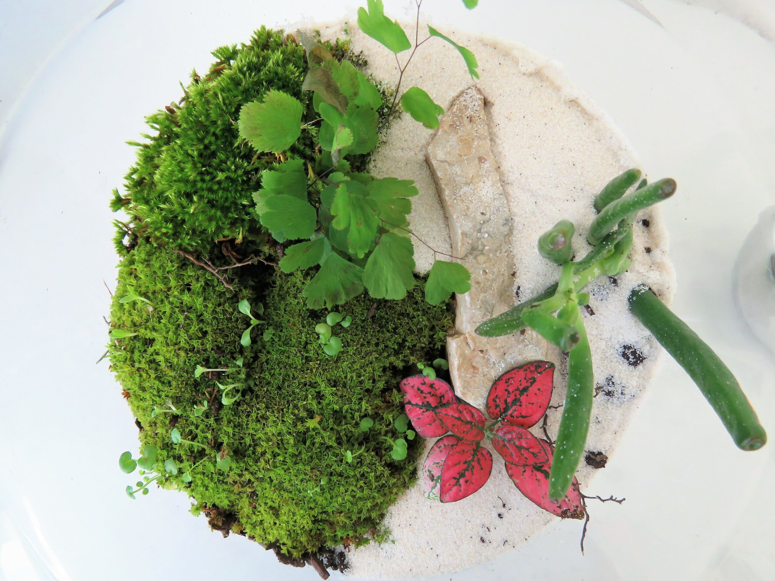Terrarium Miniature