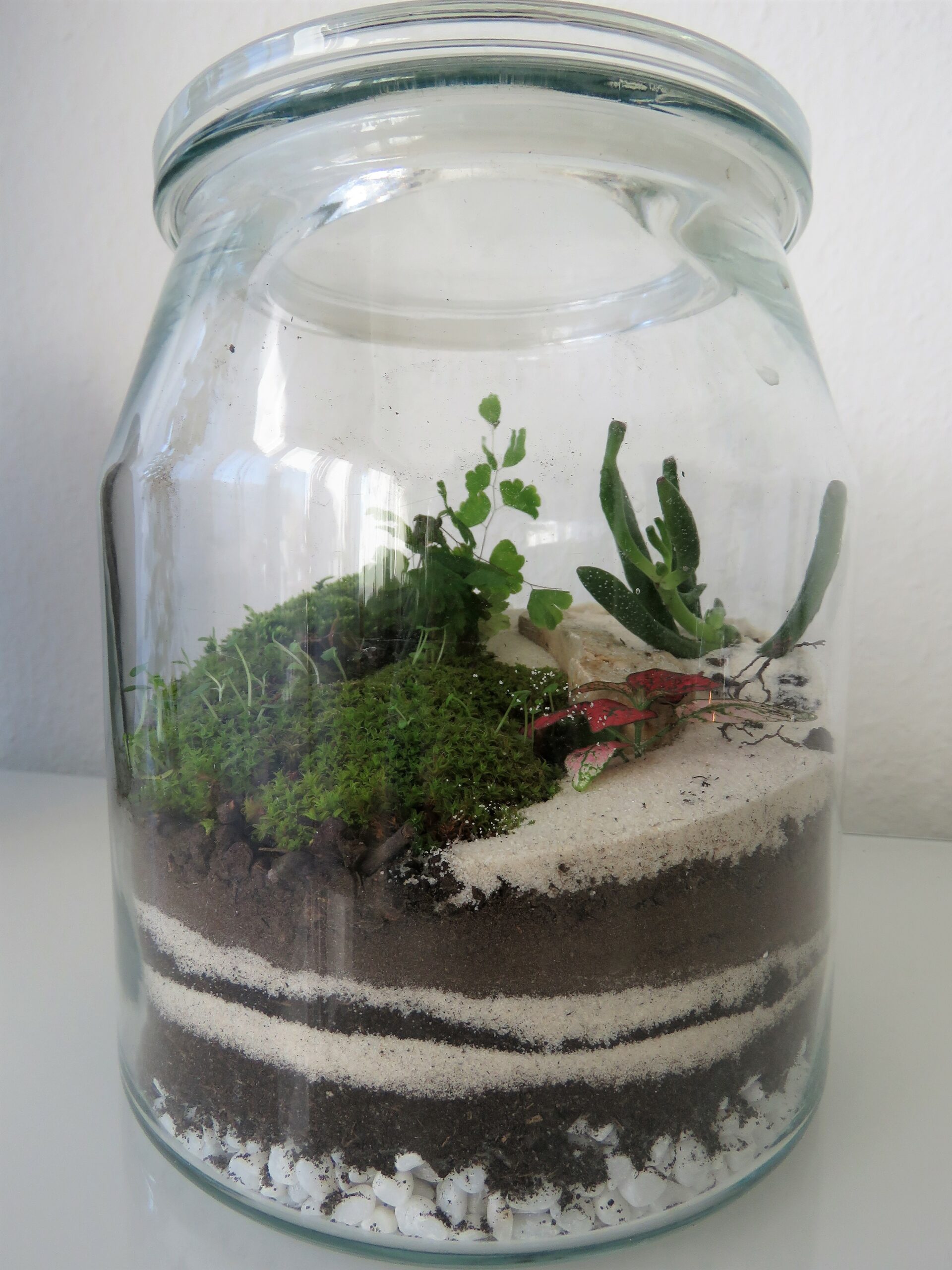 Terrarium Miniature