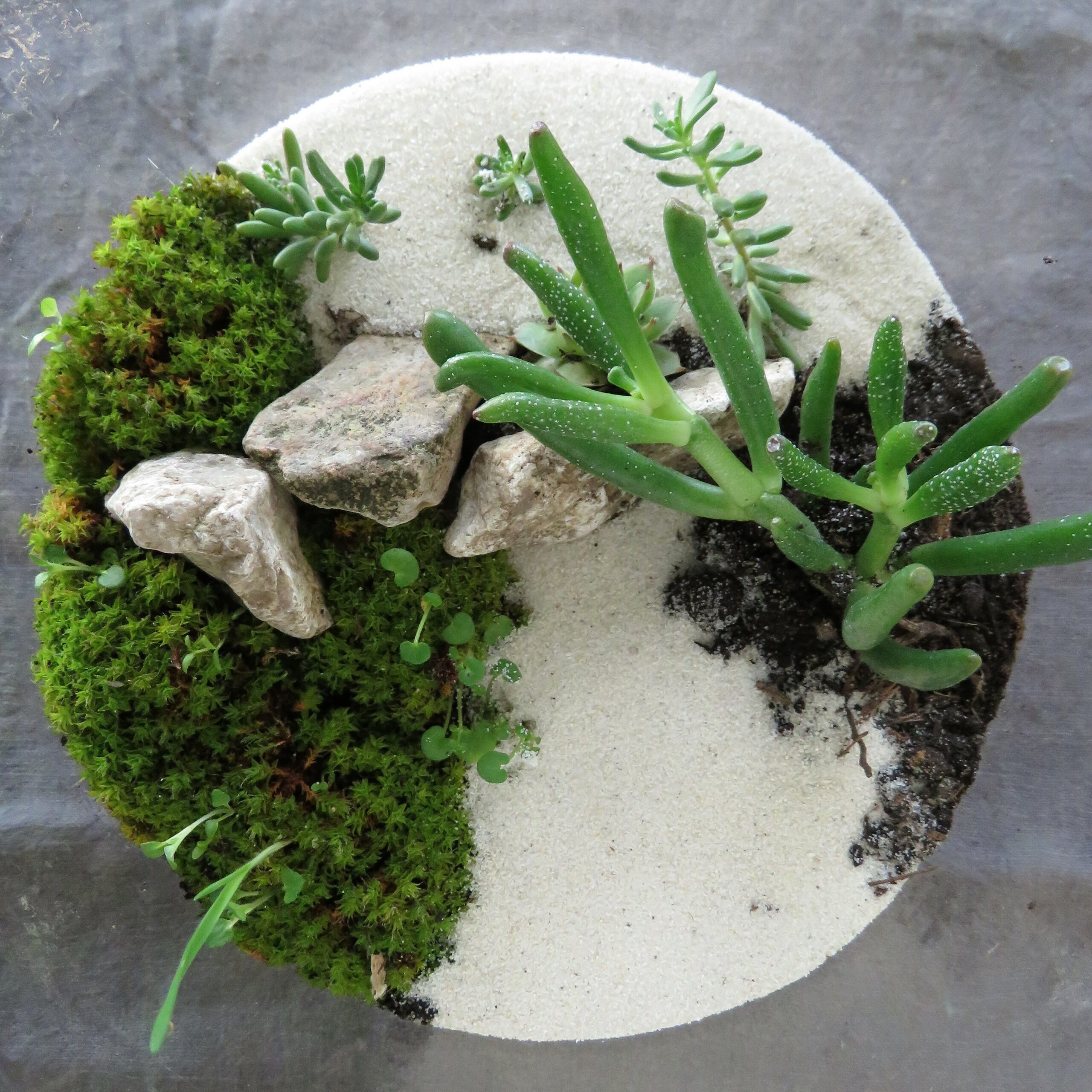 Terrarium Miniature