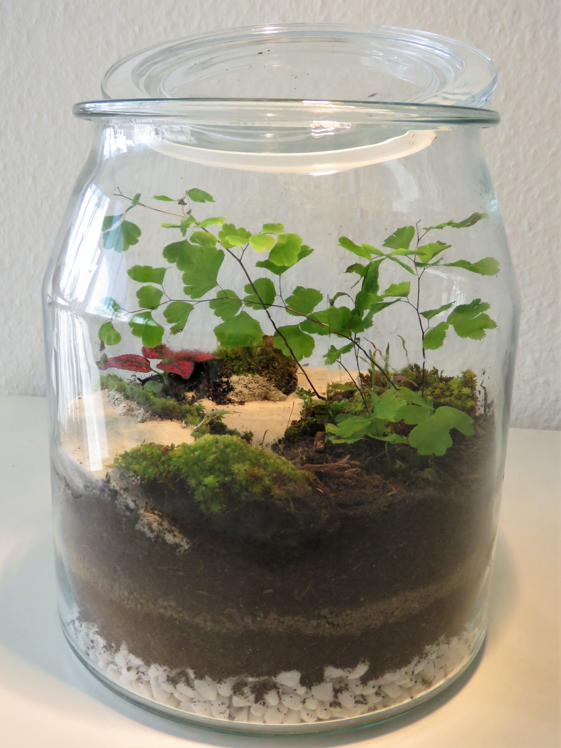 Terrarium Miniature