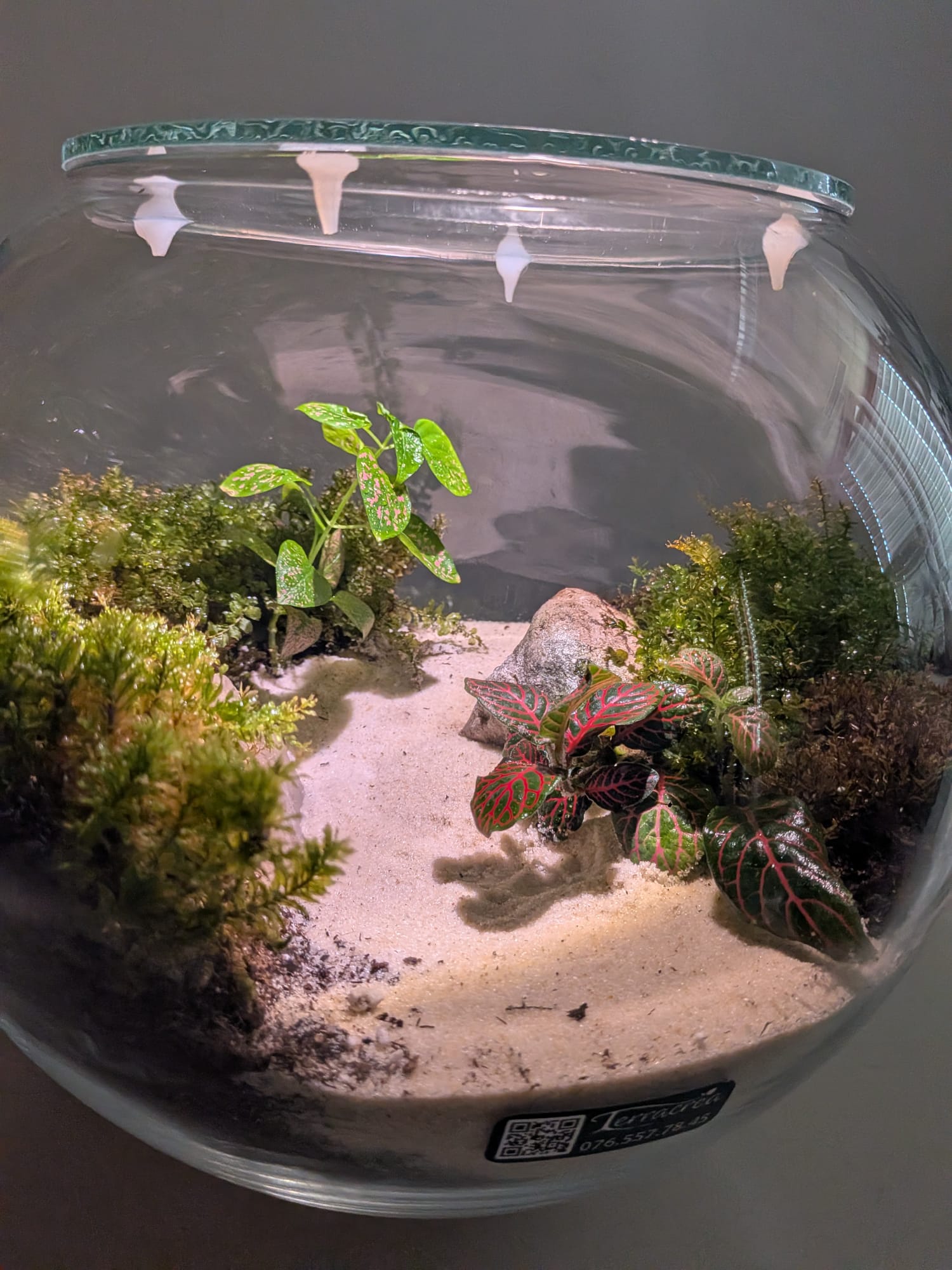 Terrarium Ficus Fiole