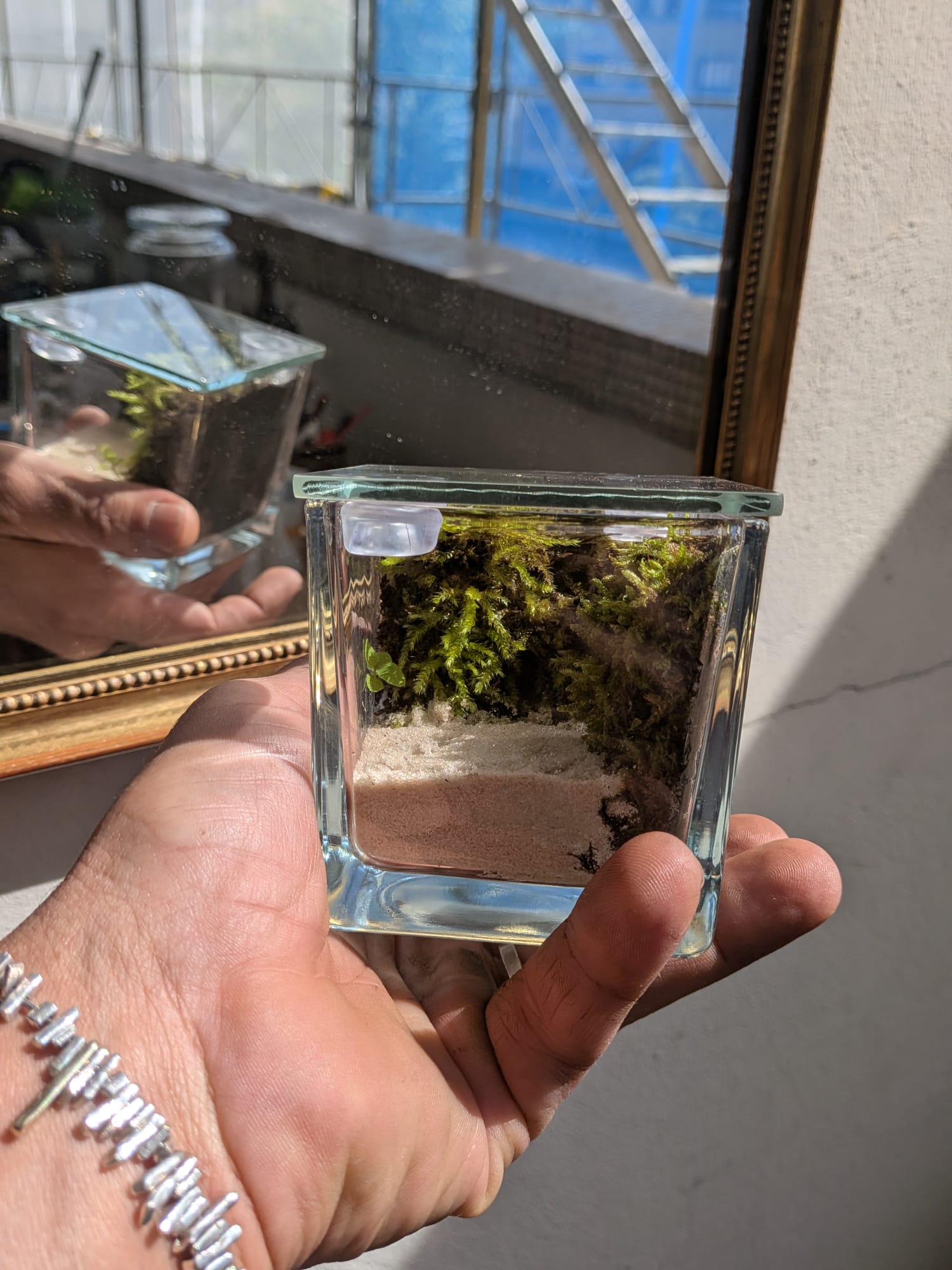 Collection Terrariums