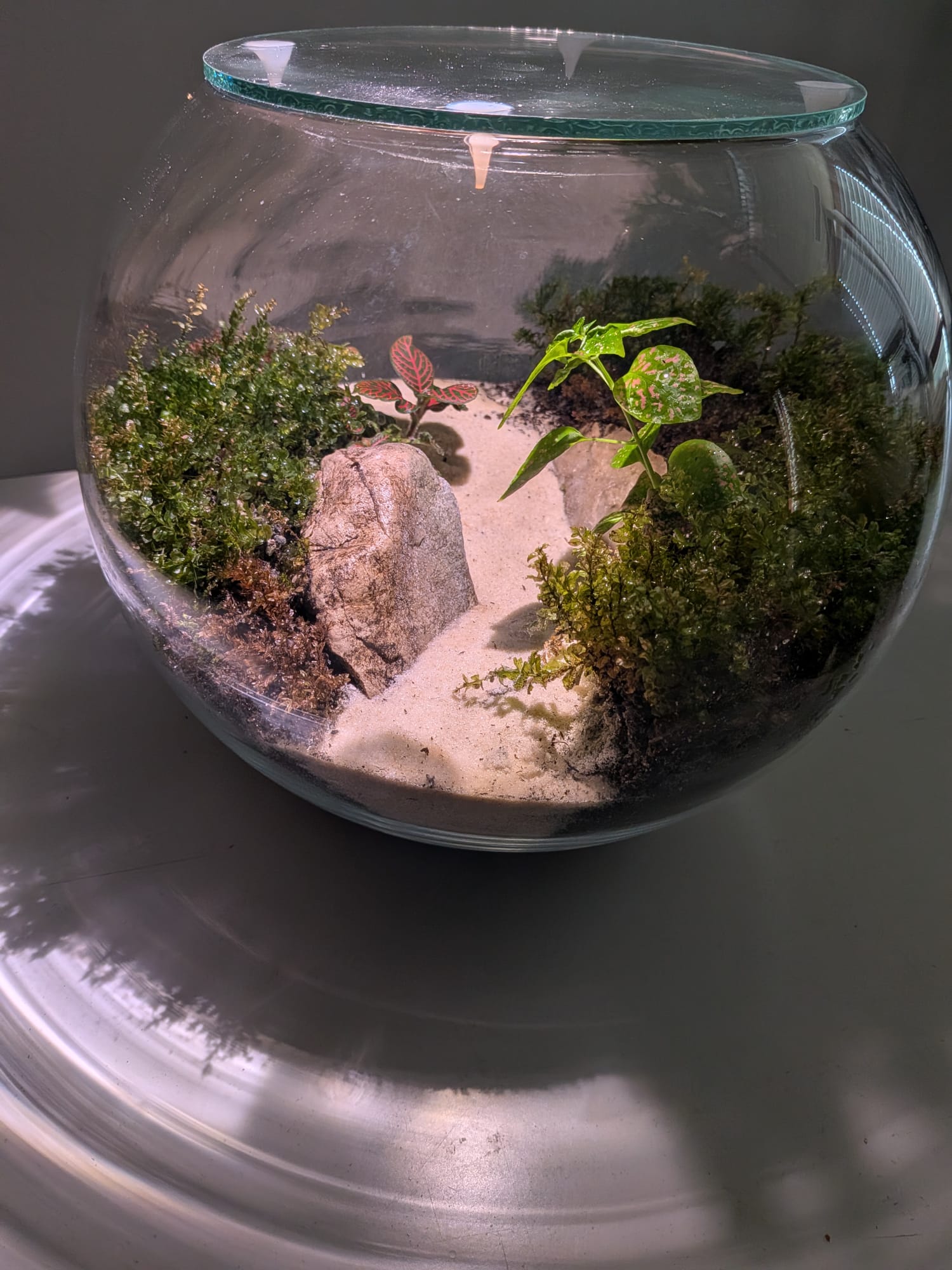 Cloche Végétale