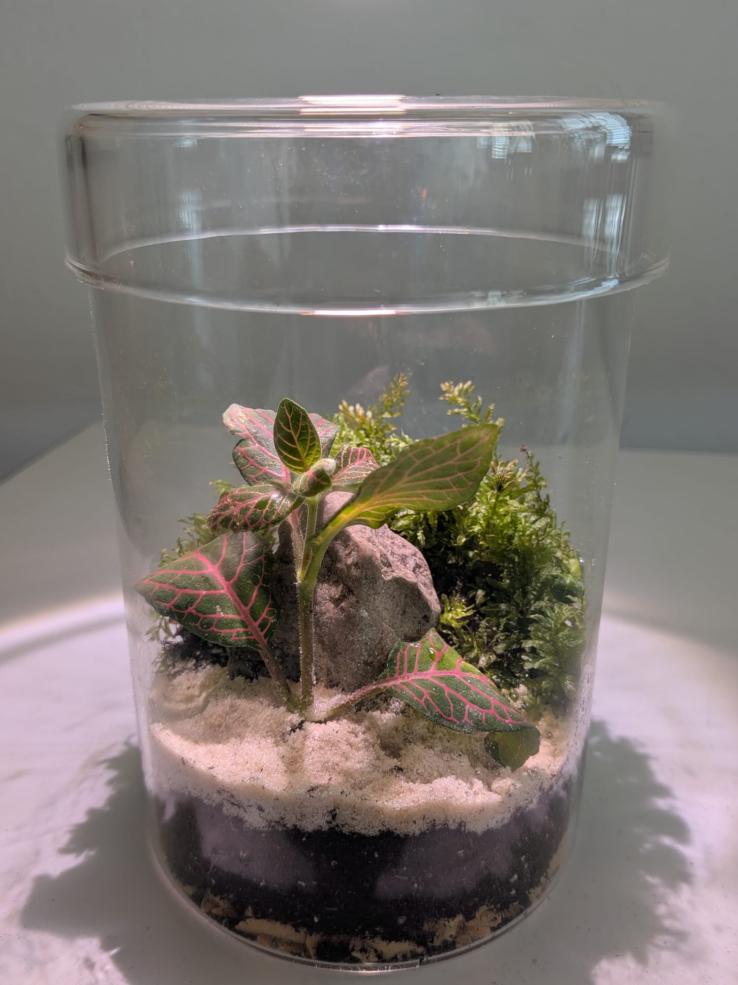 Détail Plante Terrarium