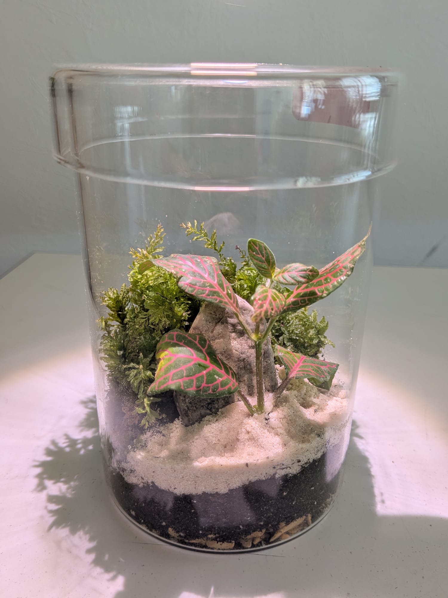 Atelier Terrarium Finition