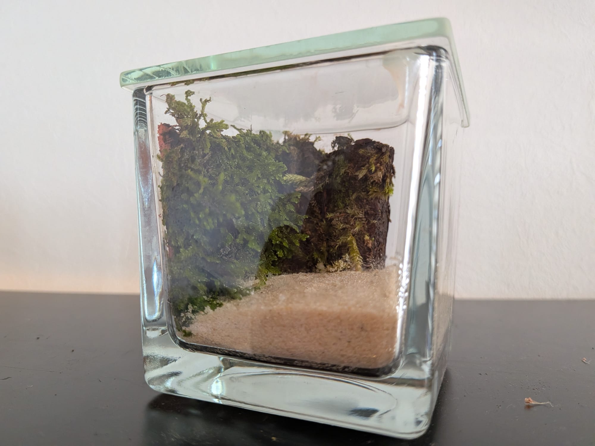 Terrarium Éclairé