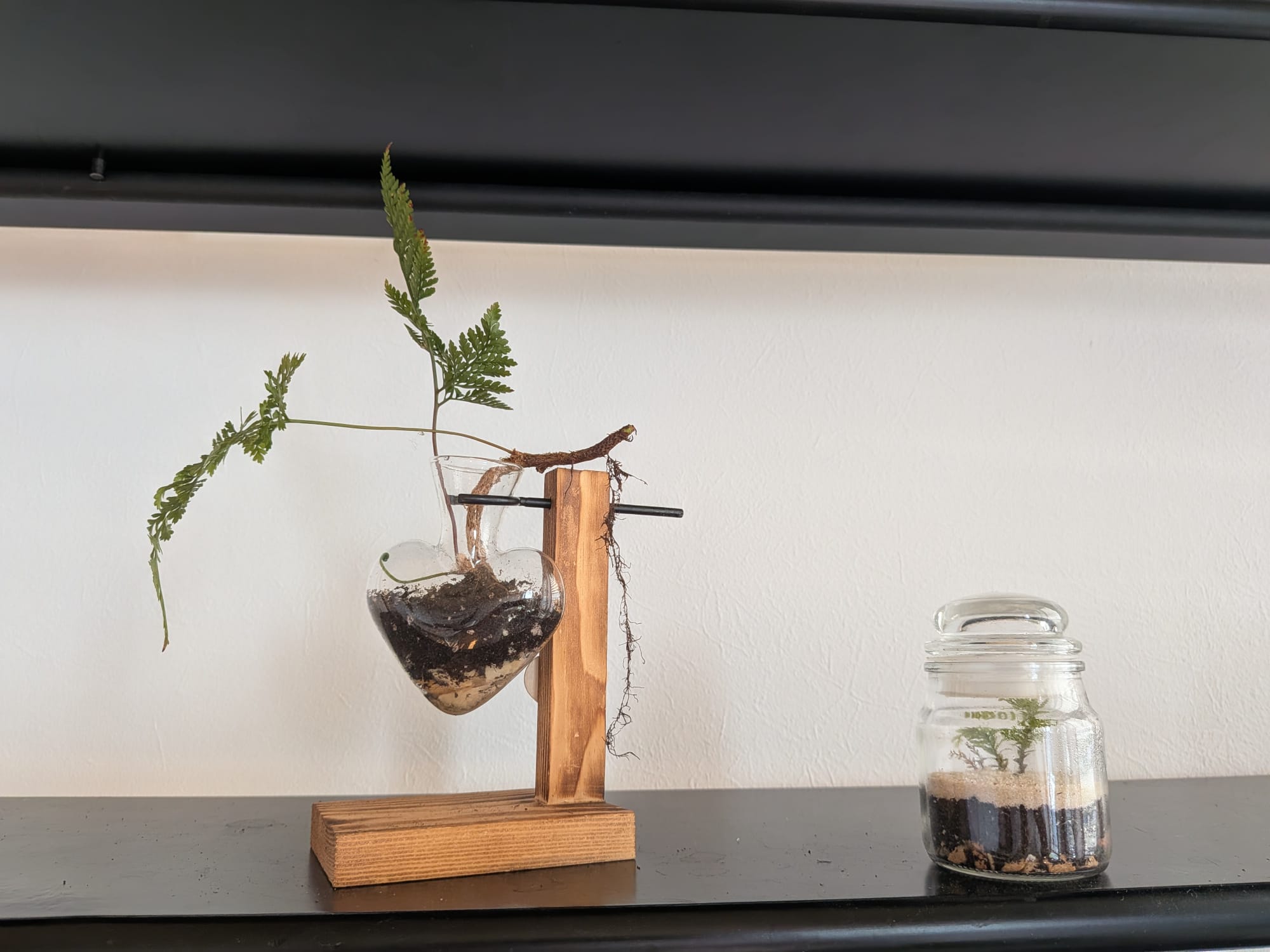 Terrarium en Salle d'attente